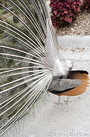 Peacock Feathers from the backside Stock Photo